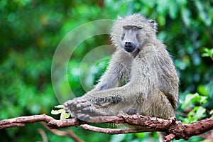 Baboon monkey in African bush
