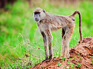 Baboon monkey in African bush. Kenya