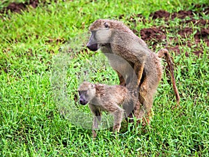 Baboon monkey copulation. Safari in Tsavo West, Kenya, Africa