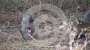 Baboon Monkey Female Holding a Baby. Animal Family in African Savannah