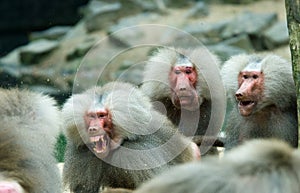 Baboon monkey in a fight photo