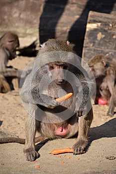 Baboon monkey hunters