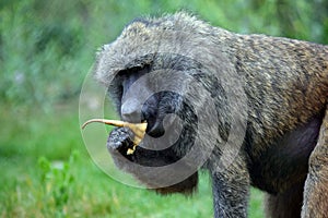 Baboon Monkey Papio Anubis Eating Vegetable Portrait