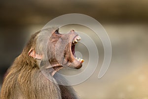 Baboon monkey Pavian, genus Papio screaming with large open mouth and pronounce sharp teeth photo