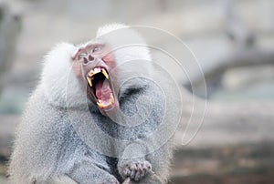 Baboon monkey Pavian, genus Papio screaming out loud with large open mouth and showing pronounced sharp teeth