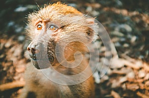 Baboon monkey in ray of light