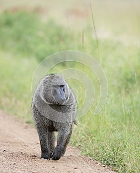 Baboon Monkey walking on a forest path in Masai Mara, Kenya