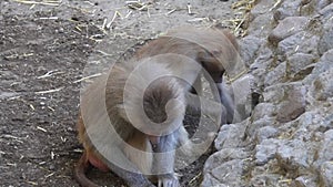 Baboon monkeys carving dirt and playing