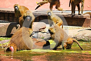 Baboon monkeys in a fight