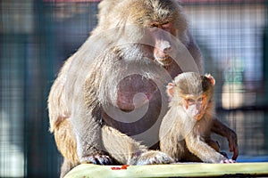 Baboon monkeys in a zoo on sunny day