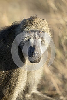 A baboon in morning light