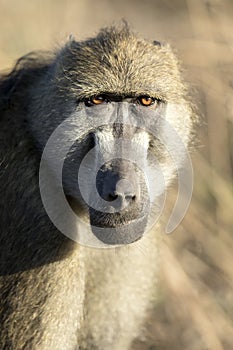 A baboon in morning light