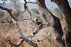 Baboon mother and baby photo