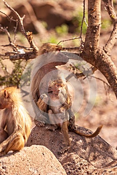 Baboon mother breast feeding a young baboon