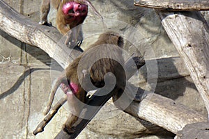 Baboon mother is climbing on the rock
