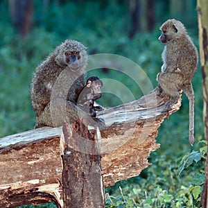 Baboon mother feeds the baby sitting in a tree photo