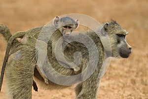 Baboon mother and infant