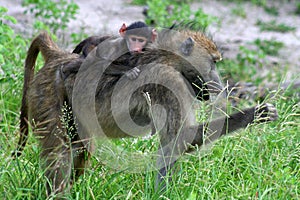 Baboon mother with young