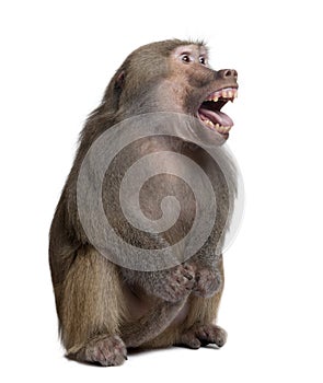 Baboon with mouth open , Simia hamadryas, studio shot photo