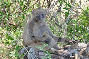 Baboon national park kruger south africa reserves and protected airs of africa