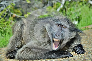 Baboon with open mouth exposing canine teeth. The Chacma baboon.