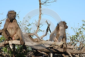 Baboon pair in a tree