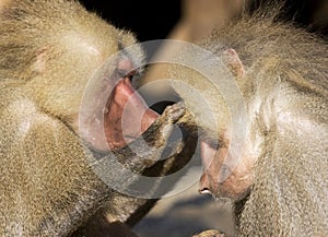 Baboon (Papio hamadryas)