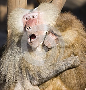 Baboon (Papio hamadryas)
