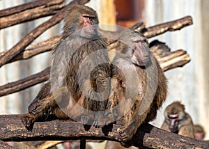 Baboon (Papio sp.) in African Savannas