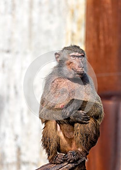 Baboon (Papio sp.) in African Savannas