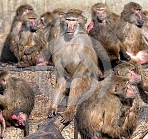 Baboon (Papio sp.) in African Savannas