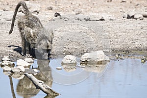 Baboon (Papio ursinus) Drinking Water South Africa