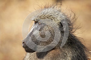 Baboon, Papio ursinus Kruger National Park