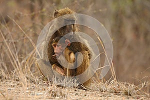 Baboon Papio ursinus mother hugs young cute baboon baby