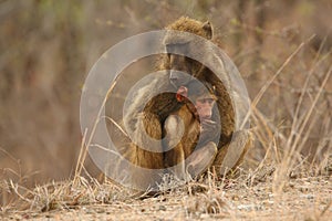 Baboon Papio ursinus mother hugs young cute baboon baby. Mother love.
