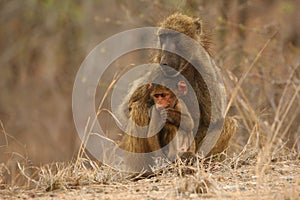 Baboon Papio ursinus mother hugs young cute baboon baby. Mother love.