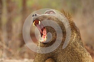 Baboon Papio ursinus portrait in Kruger NP siting straight the camera with open mouth