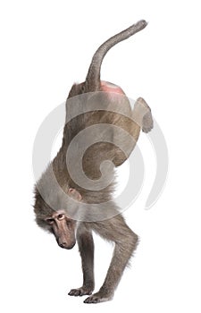 Baboon performing a hand stand - Simia hamadryas photo