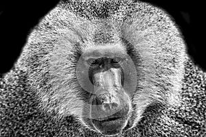 Baboon portrait