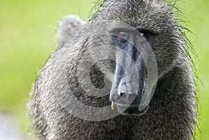 Baboon Portrait, South Africa photo