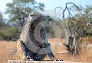 Baboon resting in Krueger National Park in South Africa photo