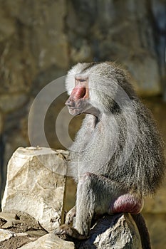 Baboon resting on a rock