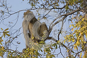 Baboon resting in tree over river