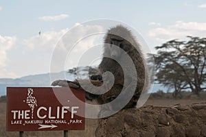 Baboon scratches its ass on The Cliff at Lake Nakuru park