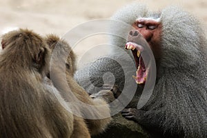 Baboon showing his teeth