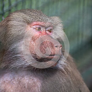 Baboon (Simia hamadrya) photo