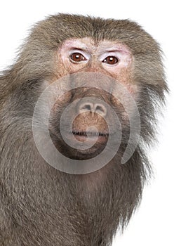 Baboon - Simia hamadryas photo