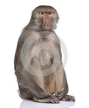 Baboon - Simia hamadryas photo