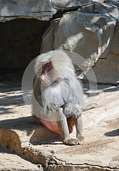 Baboon sits near the cave entrance