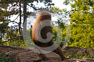 A baboon sits on a rock in the park.